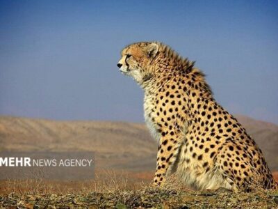 پایان ماه‌ها نگرانی؛ «فراز» یوزپلنگ آسیایی در توران شاهرود دوباره دید