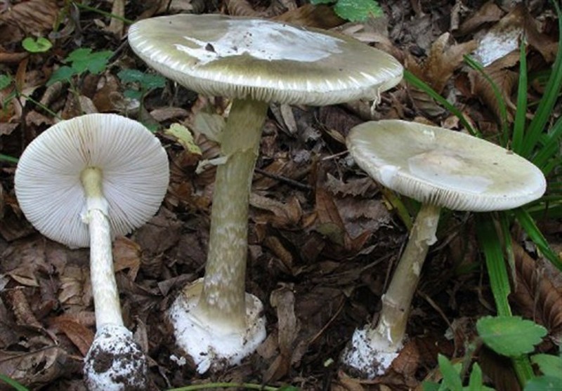 چگونه قارچ‌های خودرو و غذا‌های کپک‌زده سلامت انسان را تهدید می‌کند؟