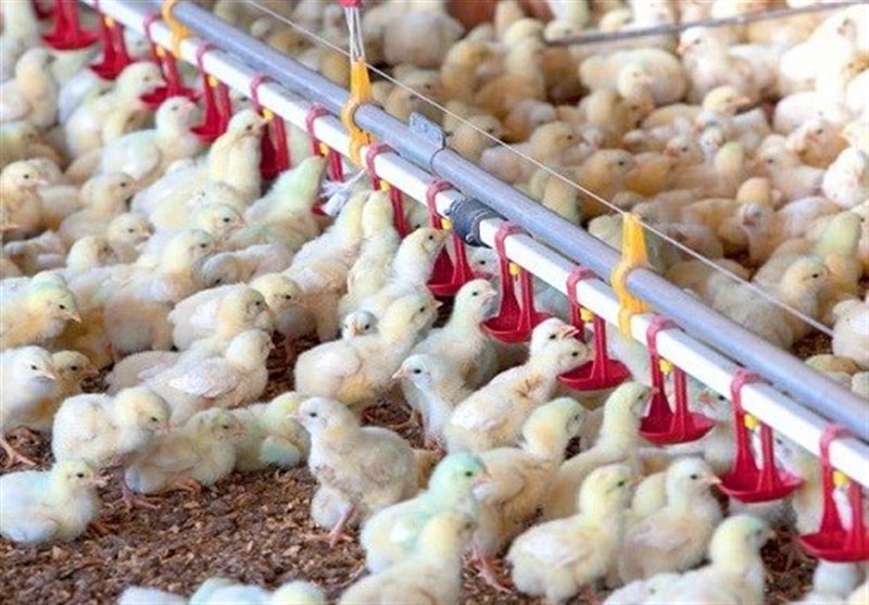 ۱۵۰ میلیون قطعه جوجه ریزی انجام شد