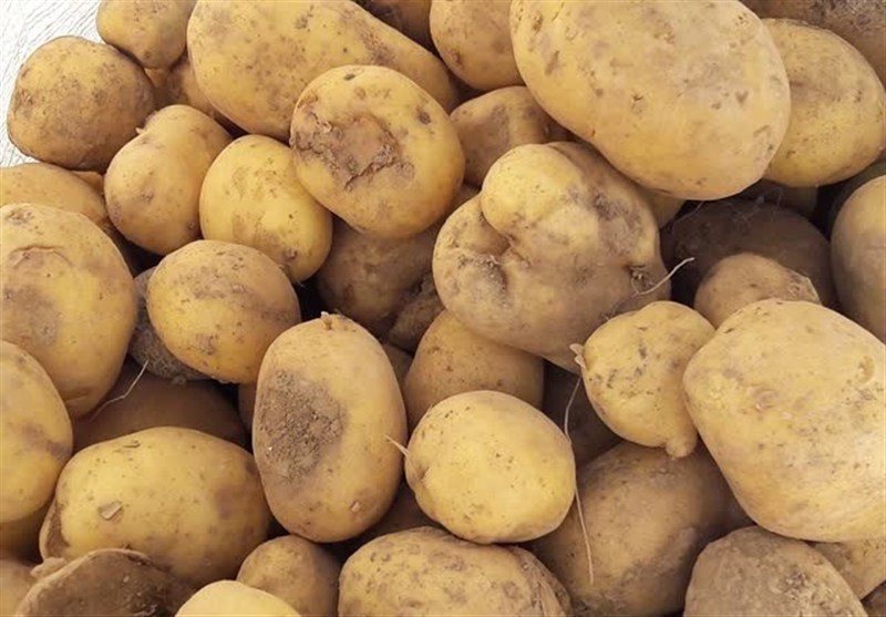 قیمت سیب زمینی کاهش یافت