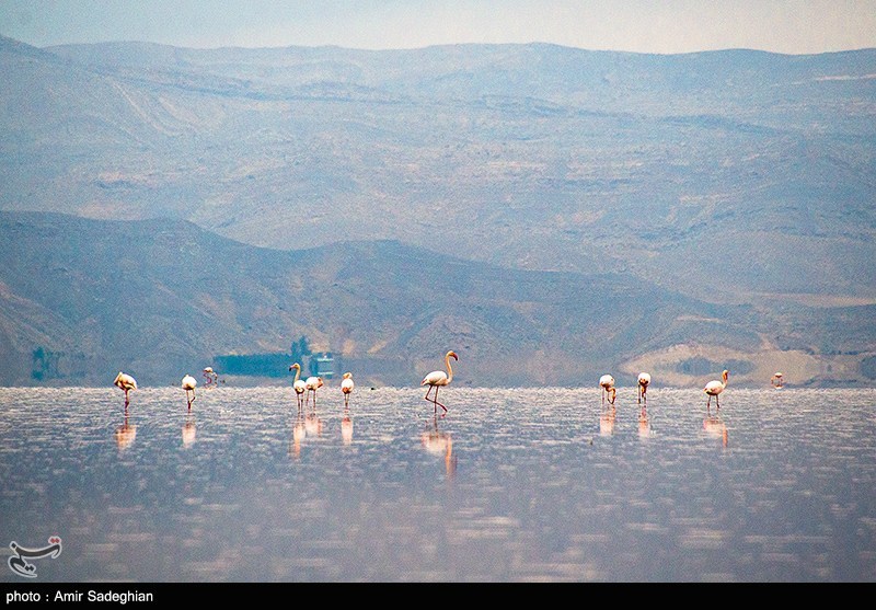 آبگیری ۹۰ درصدی تالاب مهارلو؛ فلامینگوها دوباره بازگشتند
