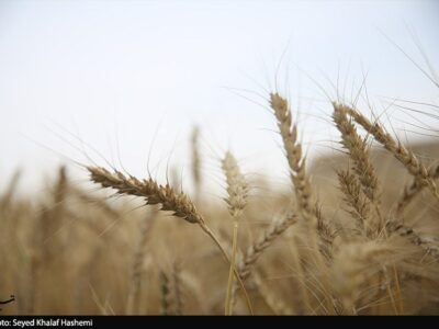 ارز واردات گندم دوباره ۲۸۵۰۰ تومان شد