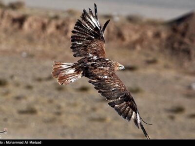 استان سمنان در کانون قاچاق پرندگان شکاری به خلیج فارس