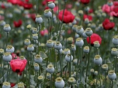 امحای مزارع خشخاش در خوسف؛ هشدار قاطع دادستان به سوداگران مرگ