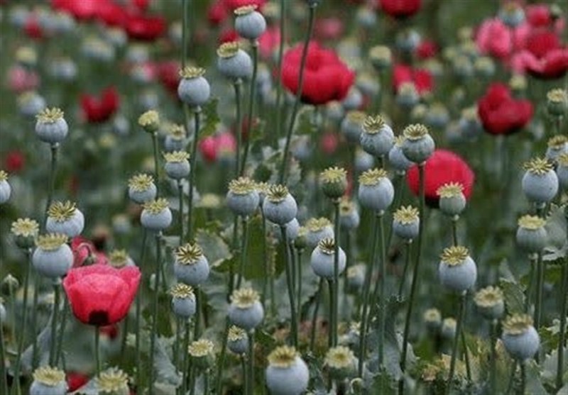 امحای مزارع خشخاش در خوسف؛ هشدار قاطع دادستان به سوداگران مرگ