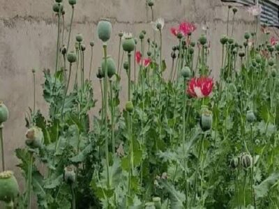 امحای ۱۲۰۰ بوته خشخاش در روستای چمن سوخته شهرستان بویراحمد 