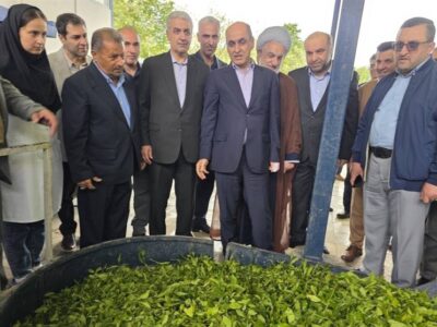 برداشت چای در گیلان به ۱۳۵ هزار تن می‌رسد