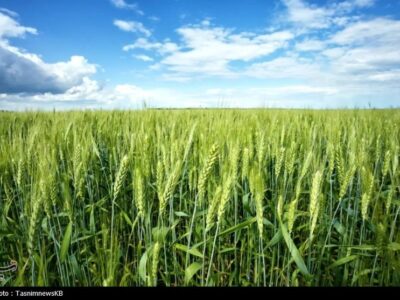 بیماری زنگ زرد گندم مزارع کهگیلویه را تهدید نمی‌کند