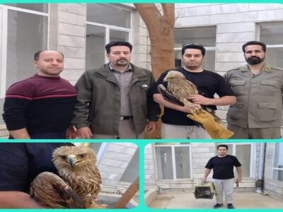 تحویل یک بهله عقاب «شاهی» به محیط‌زیست بروجرد