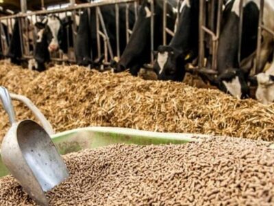 توزیع ۷۰ هزار تن کنسانتره در سمنان؛ غذای دام‌ها تأمین شد