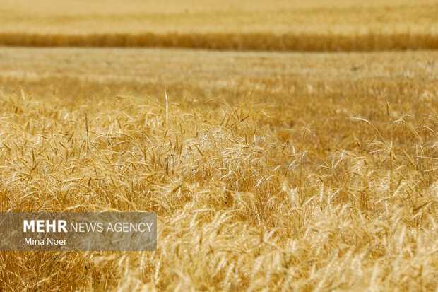 تولید ۱.۵ میلیون تن گندم مورد نیاز صنایع