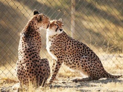 جشن بلوغ ۳یوز ماده در دل شاهرود؛بحران کمبود یوز نر بارور در مرکز تکثیر