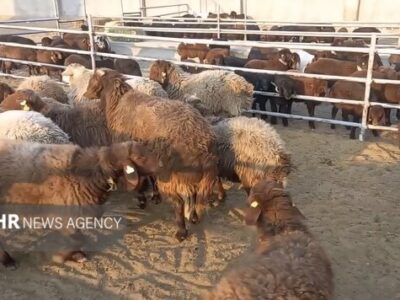 خروج دام مولد و پرواری از ایلام ممنوع شد