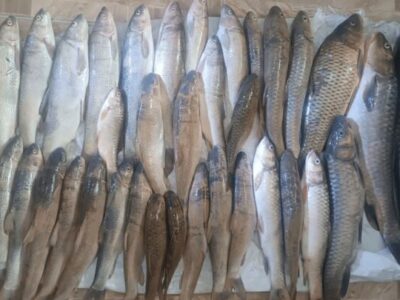 صیادان غیرمجاز در سد سیمره بدره دستگیر شدند