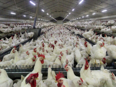 فرآیند تحویل سوخت به مرغداری های ایلام تسهیل می شود