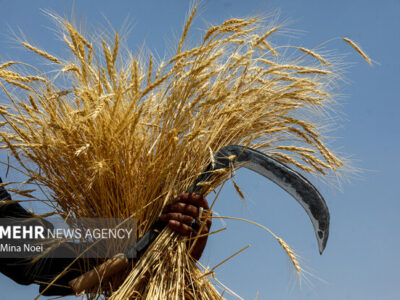 فصل خوب گندم کاران در استان بوشهر؛ ۱۱۷ هزار هکتار زیر کشت رفت