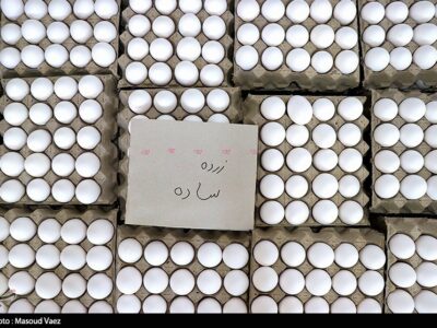 قیمت تخم مرغ کاهش می‌یابد