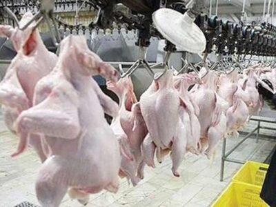 پارسال ۲۶۰ هزار تن گوشت مرغ در مازندران عرضه شد