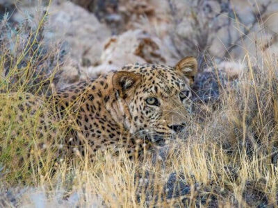 پلنگ ایرانی عظمت خود را این‌بار در منطقه  قرق اختصاصی اوزوم به رخ کشید