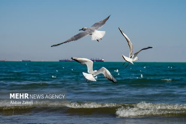 کاهش سالانه ۲۰ سانتی‌متری عمق دریای خزر