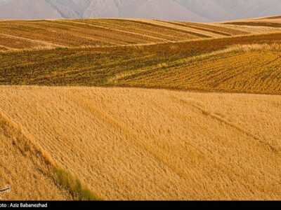 اعلام نرخ ۴۹۵۰۰ تومانی برای گندم/  آغاز برداشت در مناطق جنوبی لرستان