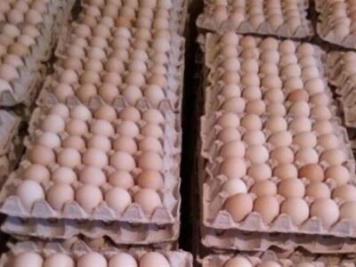 توسعه بزرگترین سایت تولید تخم‌مرغ دنیا با ۱۲ میلیون قطعه در گلستان