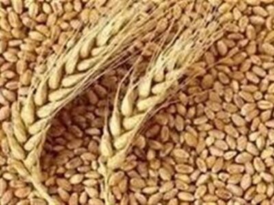 ثبت و تجاری‌سازی ۳۱ رقم بومی گندم، جو و دانه روغنی در خراسان شمالی