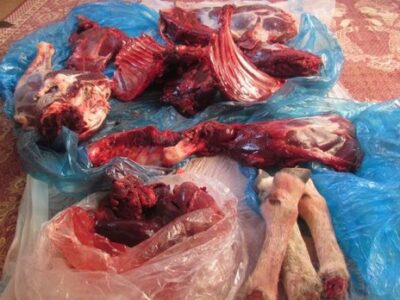 دستگیری شکارچی غیر مجاز در شاهرود؛ لاشه قوچ وحشی کشف شد