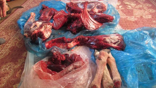دستگیری شکارچی غیر مجاز در شاهرود؛ لاشه قوچ وحشی کشف شد
