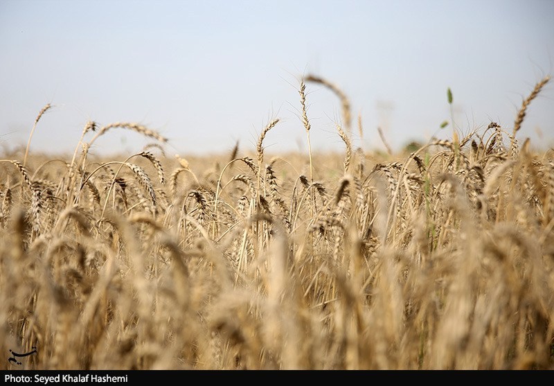 دلالان در کمین گندم طلایی گلستان