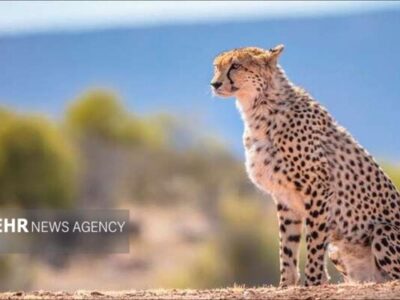 راهکارهای نجات یوز آسیایی؛ کنترل سرعت و فنس‌کشی در مسیرهای پرخطر