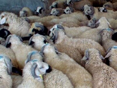 رشد ۲۵ درصدی عرضه دام در کشور طی ۲ ماه گذشته