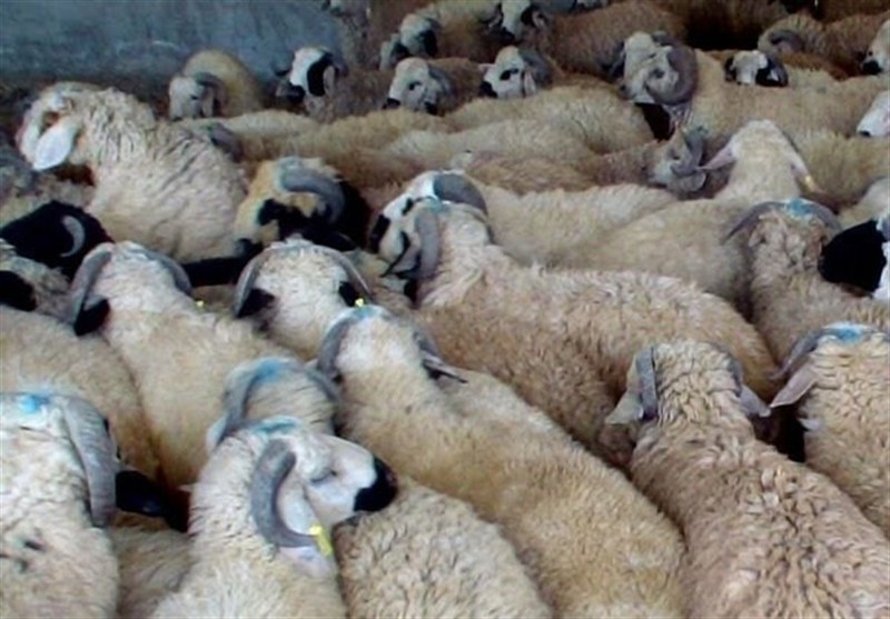 رشد ۲۵ درصدی عرضه دام در کشور طی ۲ ماه گذشته