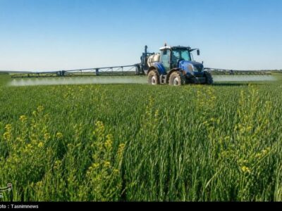 فرمانروایی «آفت و علف هرز مهاجم» ‌در مزارع طلایی؛ هجوم سن گندم!