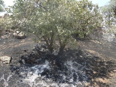 لرستان در آستانه تابستانی پرخطر؛ آتش و خشک‌سالی دوگانه مرگبار زاگرس