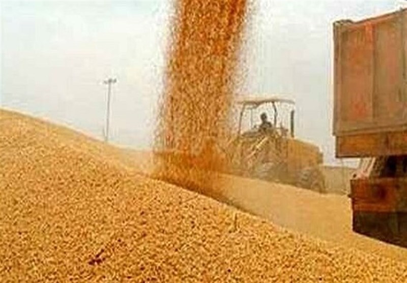 پرداخت ۵۰ درصد پول گندمکاران از شنبه
