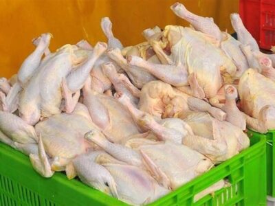 چرا مرغ در بازار کم شد؟