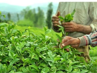 ۴۴ هزار تن برگ سبز چای خریداری شد/ آغازچین دوم چای از اواخر خرداد