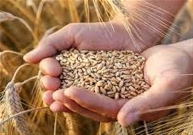۵ همت دیگر به حساب گندمکاران واریز شد
