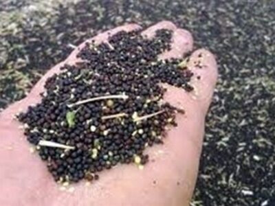 ۹۸ درصد بذر مورد نیاز کشور در داخل تولید می شود
