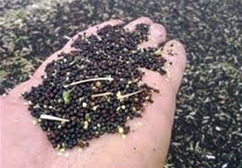 ۹۸ درصد بذر مورد نیاز کشور در داخل تولید می شود