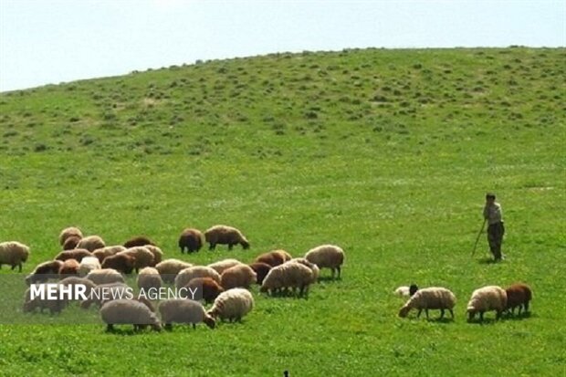 ارزش علوفه مراتع اصفهان به ۶ هزار میلیارد تومان می‌رسد