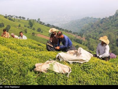 نفس چایکاران شمالی به شماره افتاد؛ چای وارداتی در بازار می‌تازد!