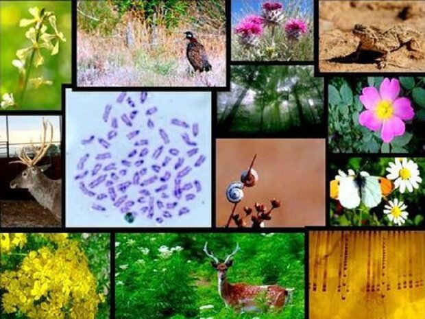 آغاز مسیر علمی برای تقویت تنوع ژنتیکی
