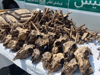 توضیح محیط‌زیست درباره کشف ۴۱ جمجمه حیات‌وحش از خانه‌ای در شاهین‌شهر