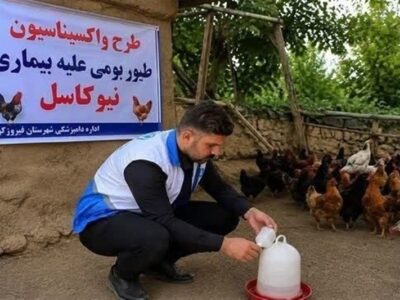 طیور بومی استان تهران علیه نیوکاسل رایگان واکسینه شدند