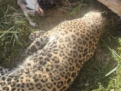 علت مرگ پلنگ عباس‌آباد مشخص شد
