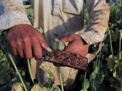 کشت شقایق الیفرا تصویب شده است