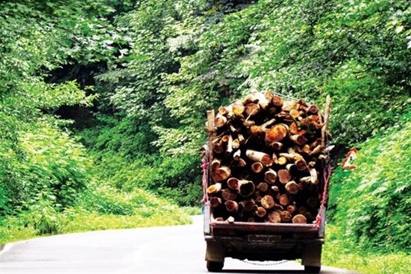 کشف ۲ تن چوب درخت تاغ در کوهپایه اصفهان؛ قاچاق‌چی‌ها متواری شدند