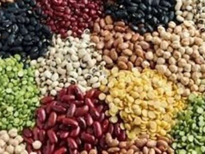 ۱۱۳ درصد اختلاف قیمت لوبیا در بازار با وجود تخصیص ارز مبادلهای